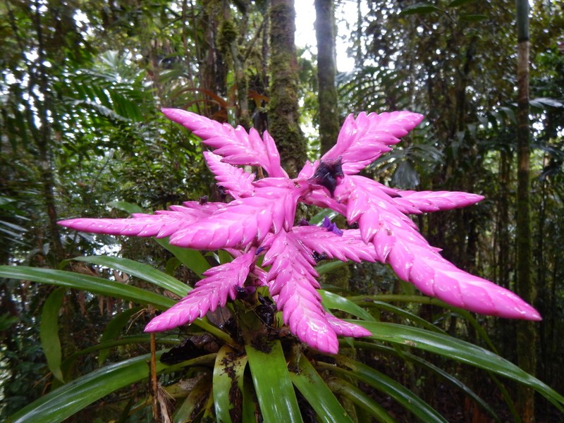 Barfussia platyrhachis photo 3
