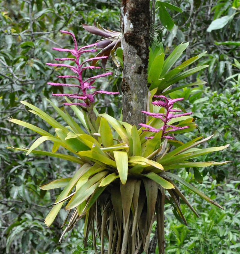 Barfussia platyrhachis photo 5
