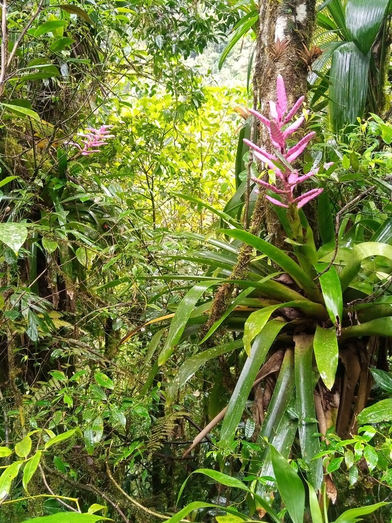 Barfussia platyrhachis photo 6