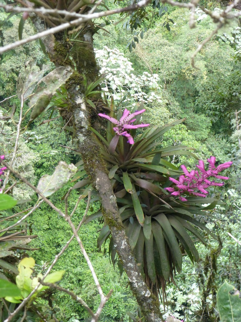 Barfussia platyrhachis photo 7
