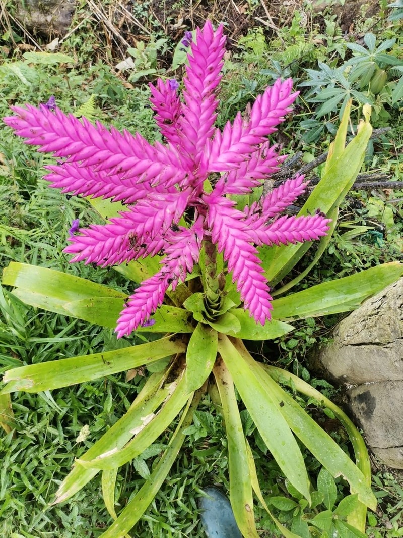 Barfussia wagneriana