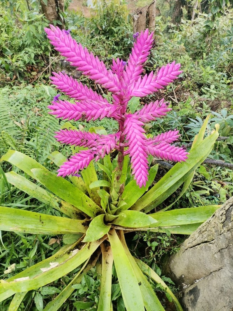 Barfussia wagneriana photo 2