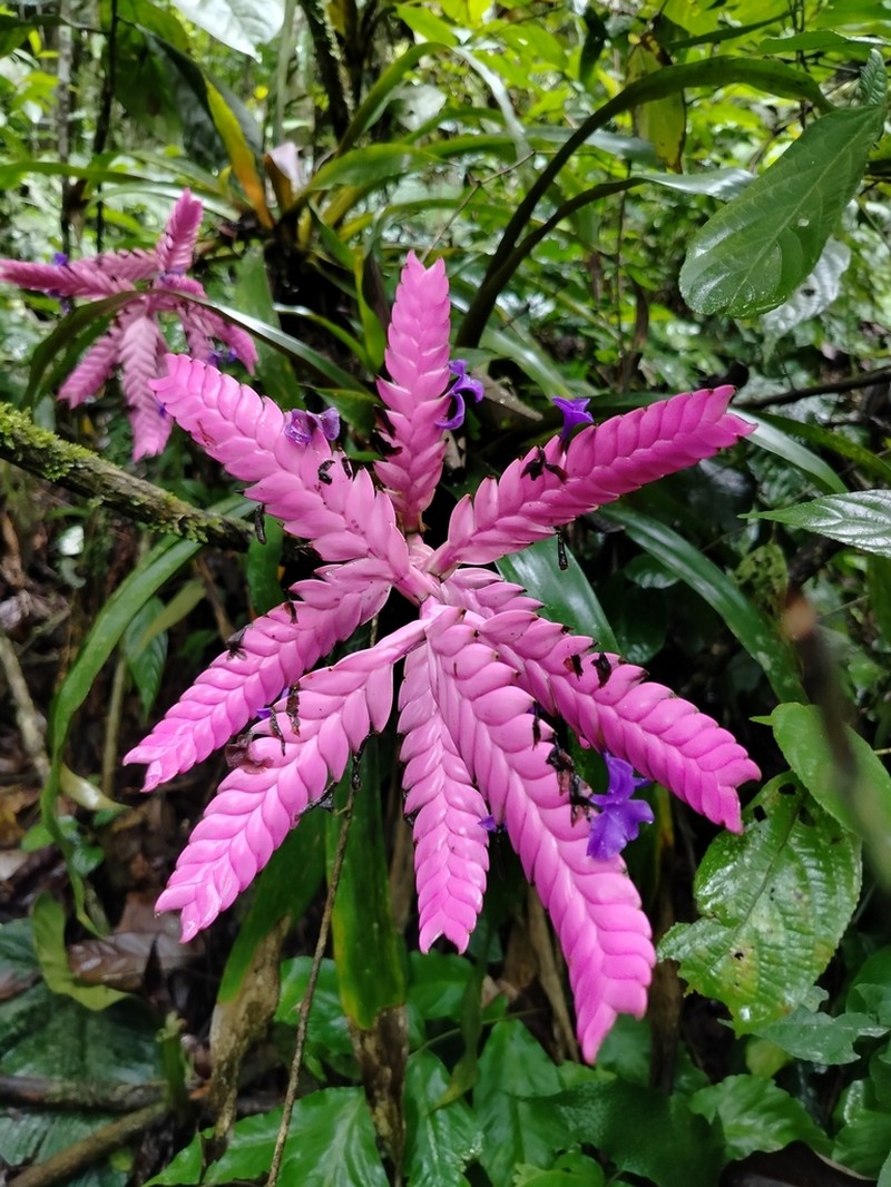 Barfussia wagneriana photo 4