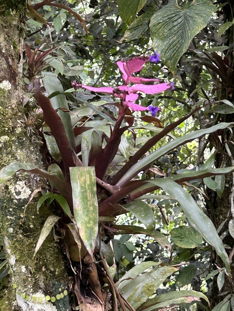 Barfussia wagneriana photo 5