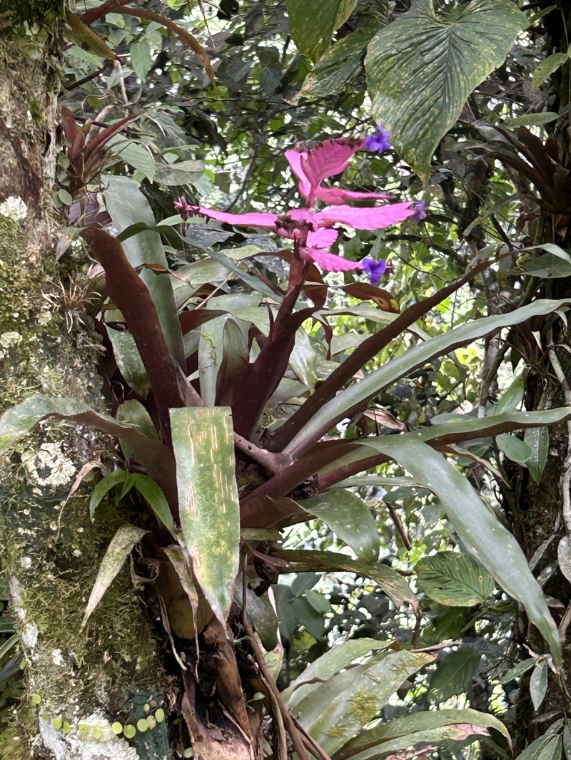 Barfussia wagneriana photo 6