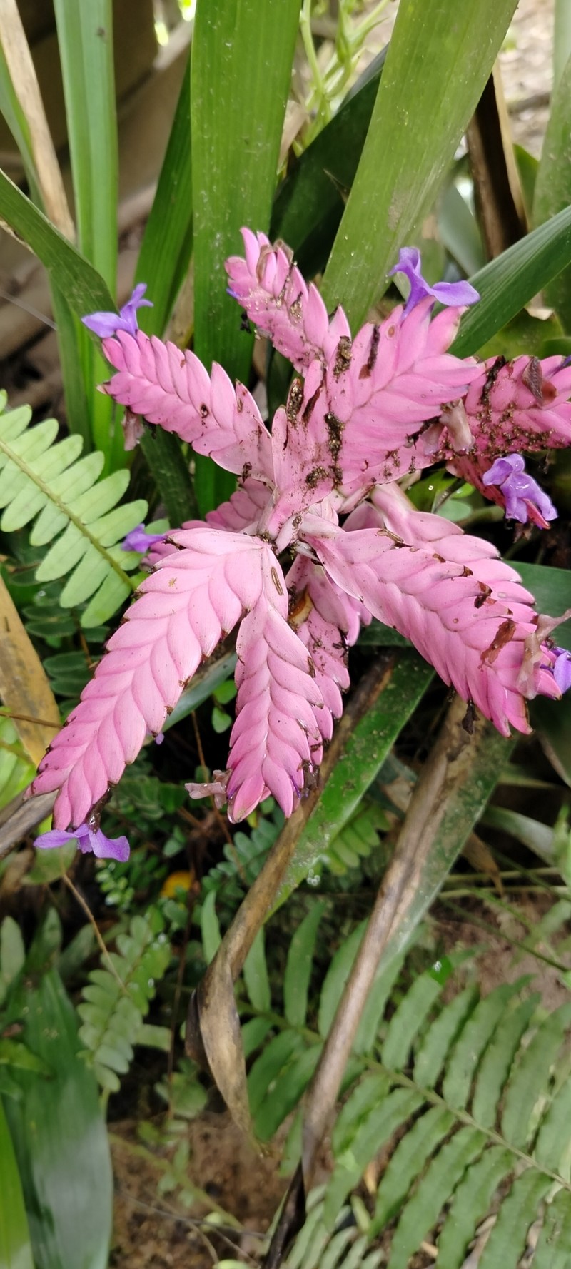 Barfussia wagneriana photo 7