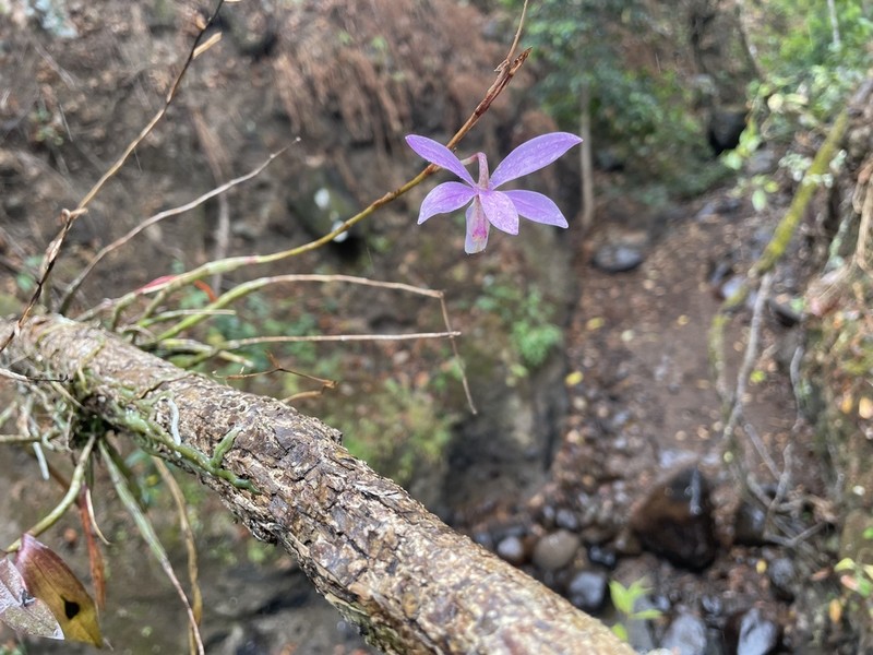 Barkeria barkeriola