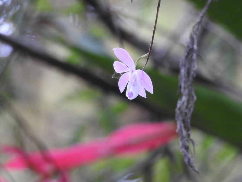 Barkeria barkeriola photo 2