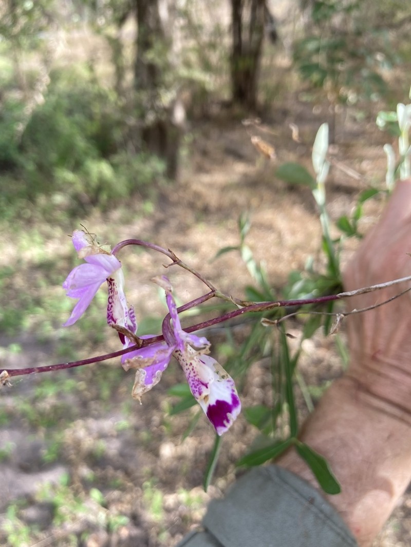 Barkeria barkeriola photo 3