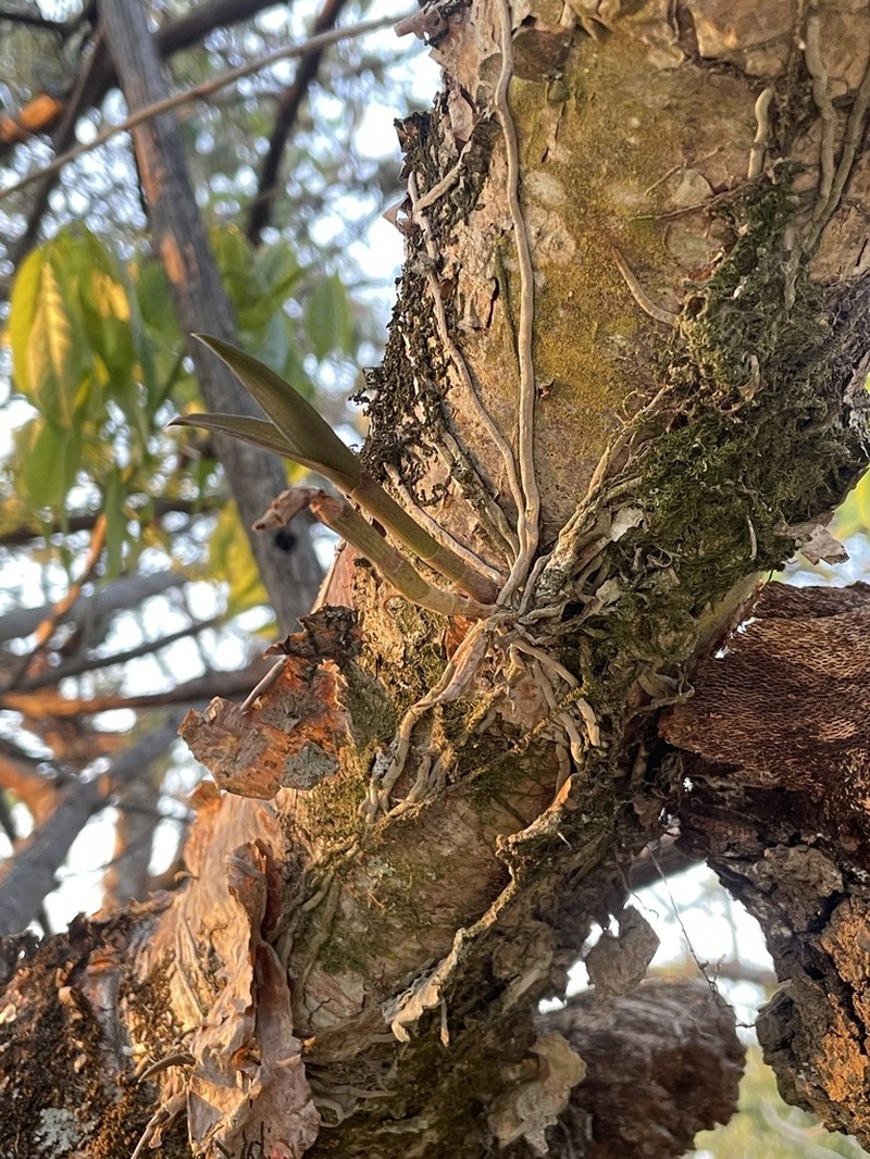 Barkeria barkeriola photo 4