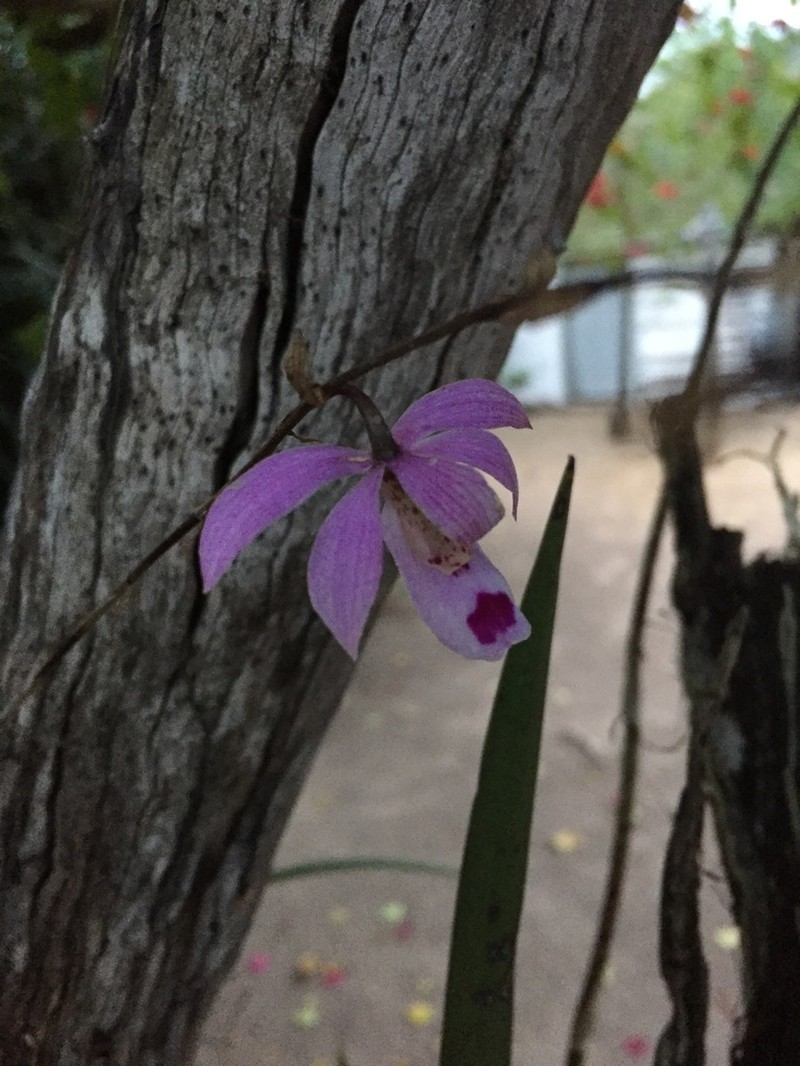 Barkeria barkeriola photo 5