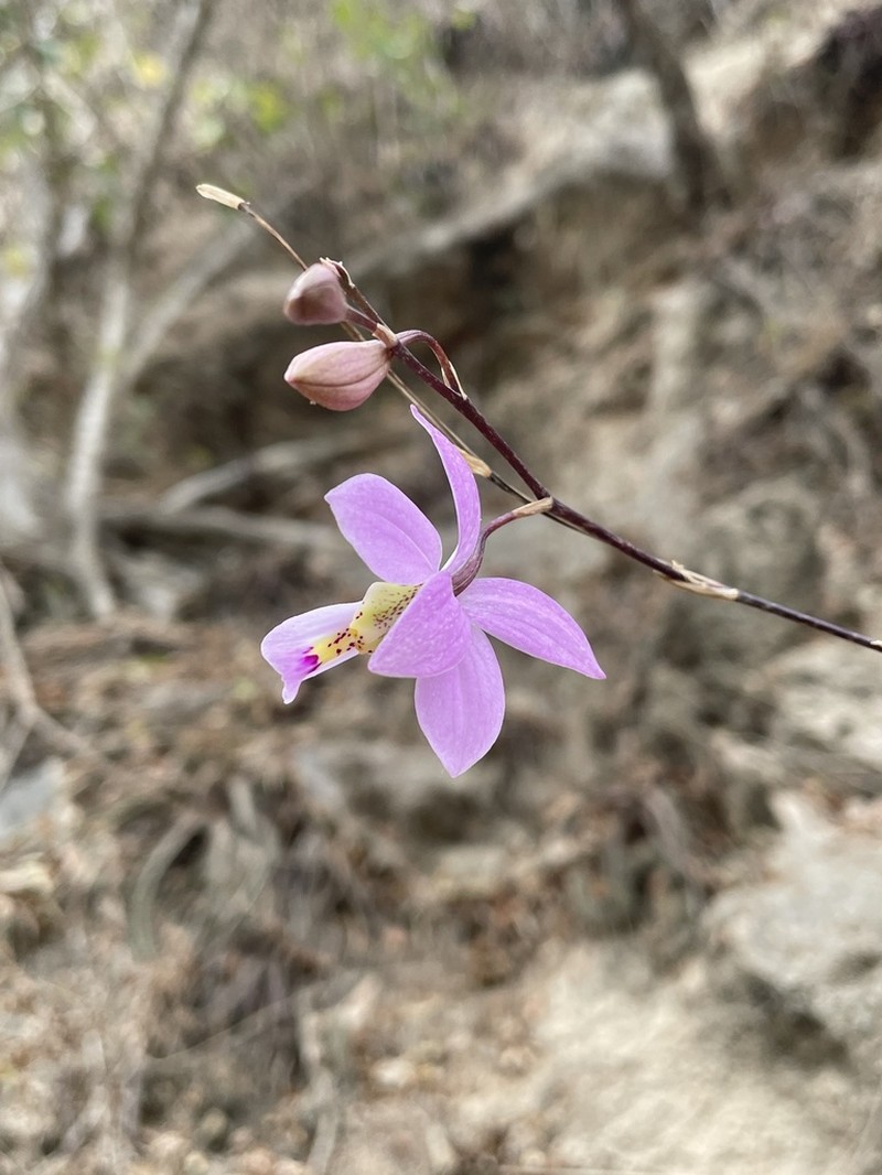 Barkeria dorotheae photo 2