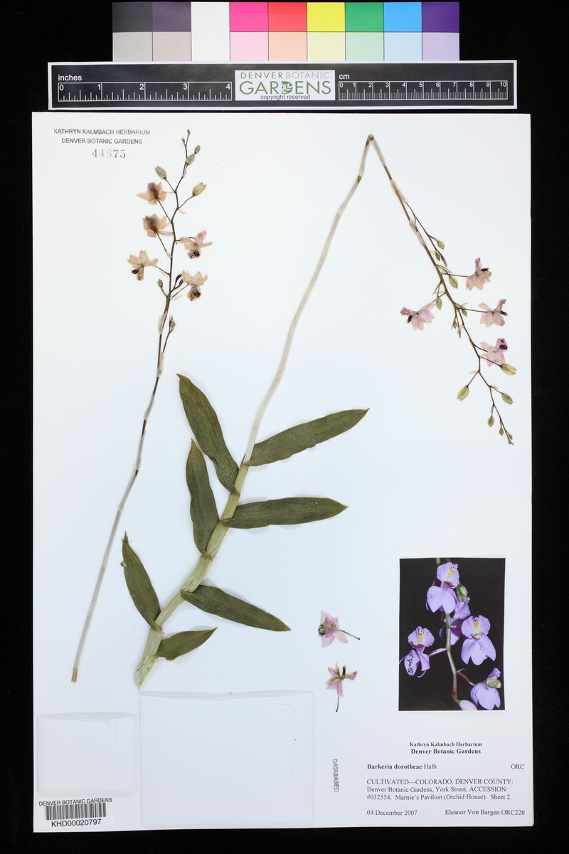 Barkeria dorotheae photo 8