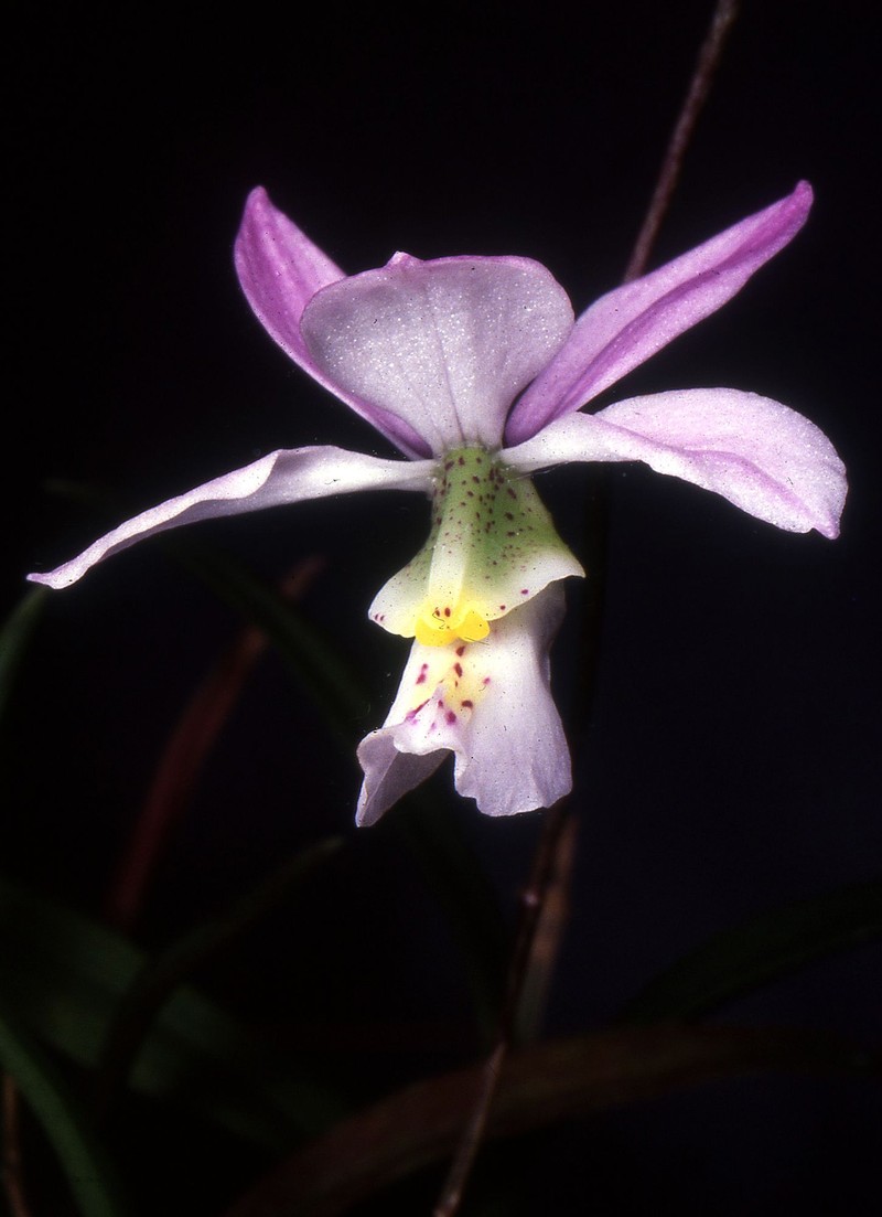 Barkeria dorotheae