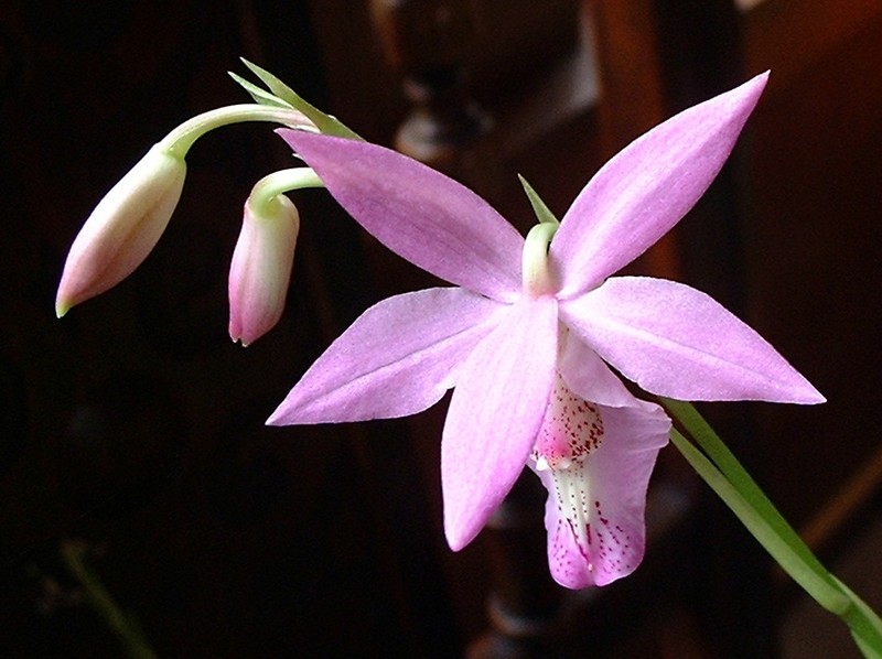 Barkeria lindleyana