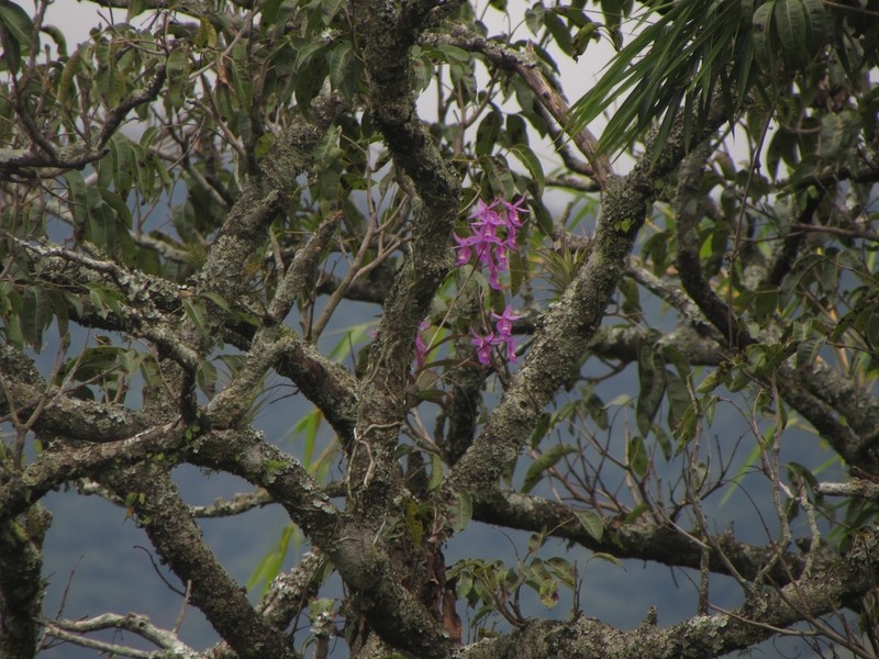 Barkeria lindleyana photo 2