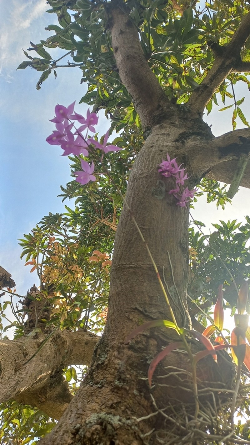 Barkeria lindleyana photo 3