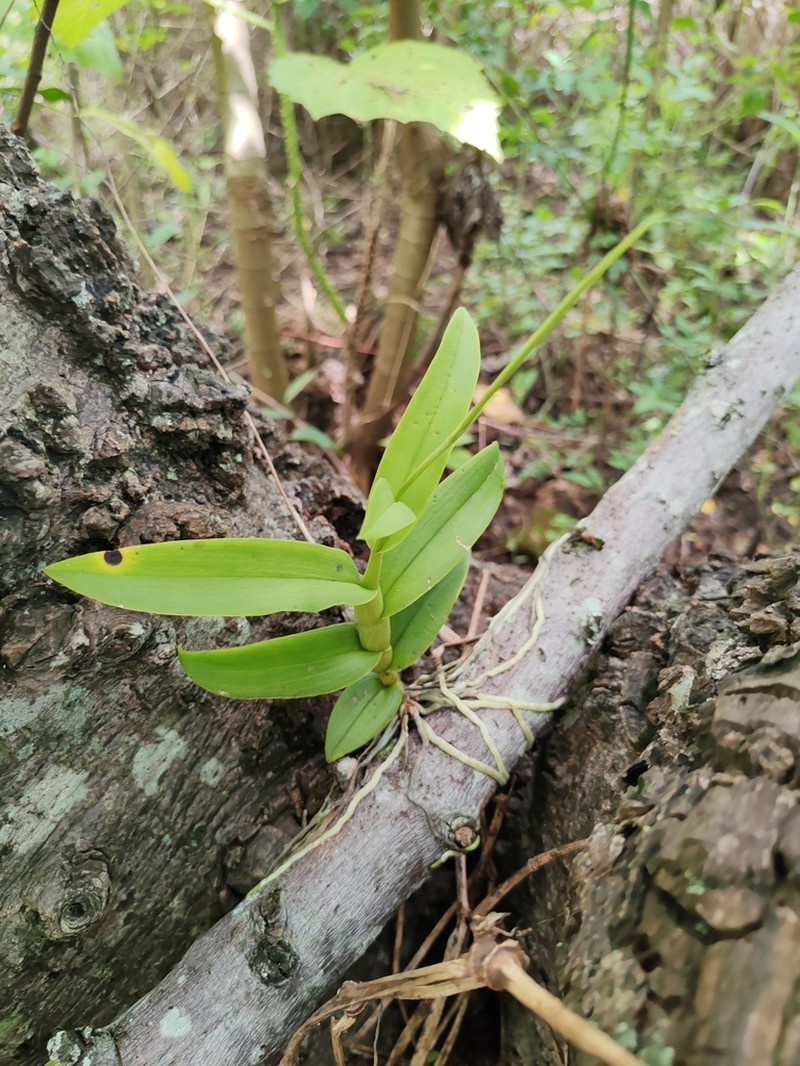 Barkeria lindleyana photo 4
