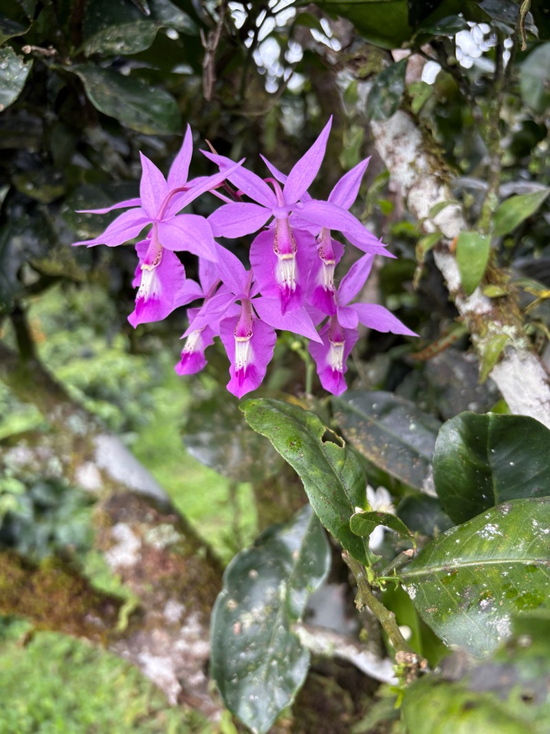 Barkeria lindleyana photo 5