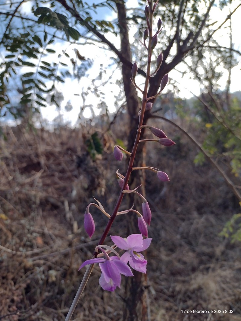 Barkeria melanocaulon