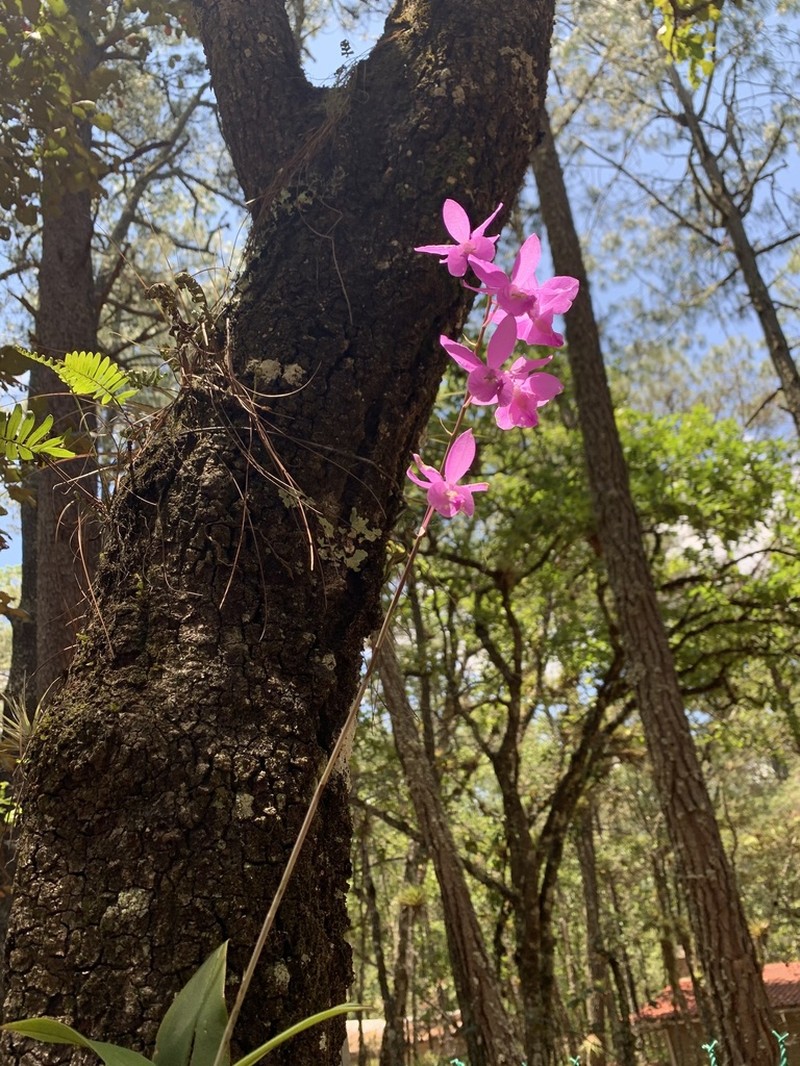 Barkeria melanocaulon photo 2