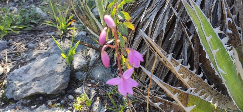 Barkeria melanocaulon photo 3