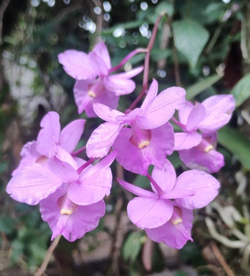 Barkeria melanocaulon photo 4