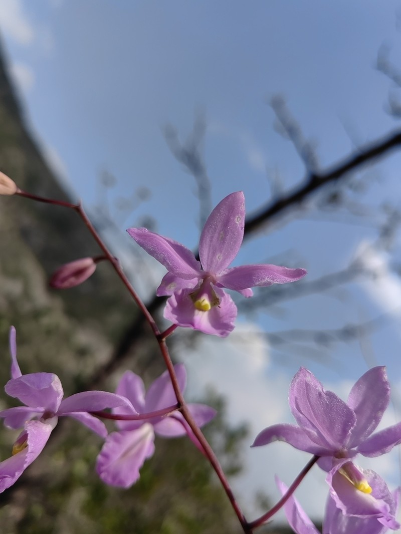 Barkeria melanocaulon photo 5