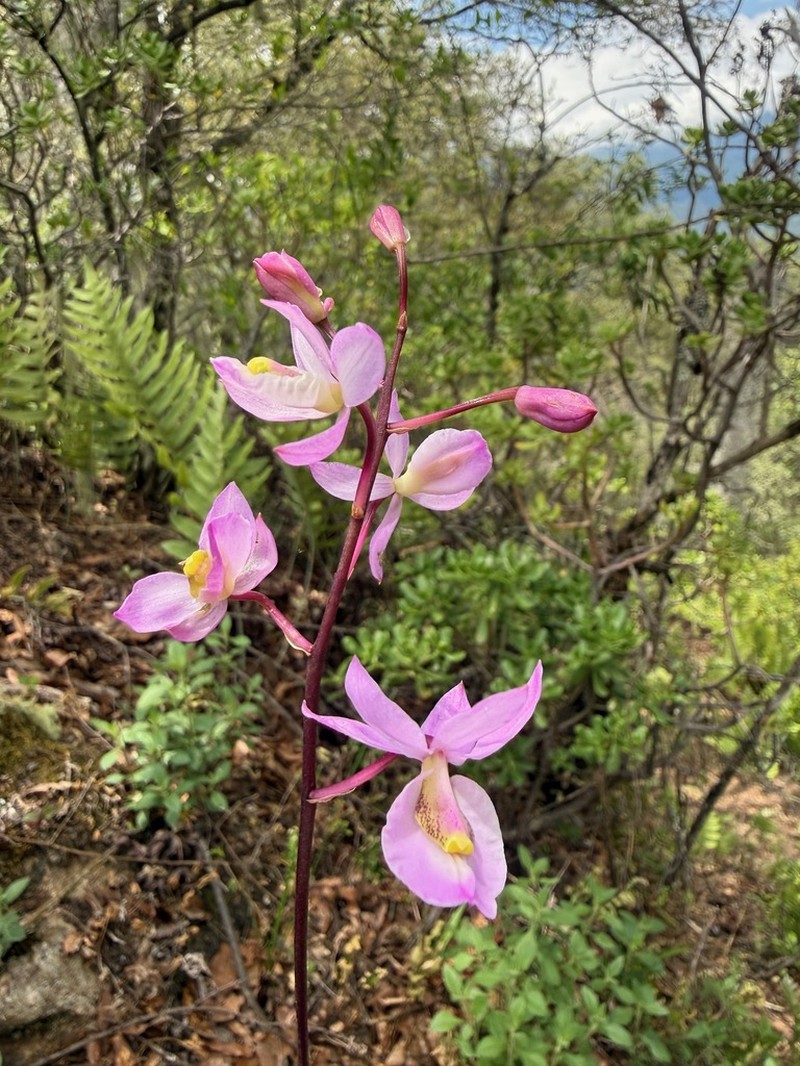 Barkeria melanocaulon photo 6