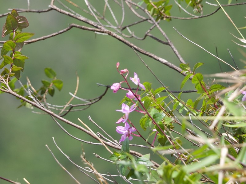 Barkeria melanocaulon photo 7
