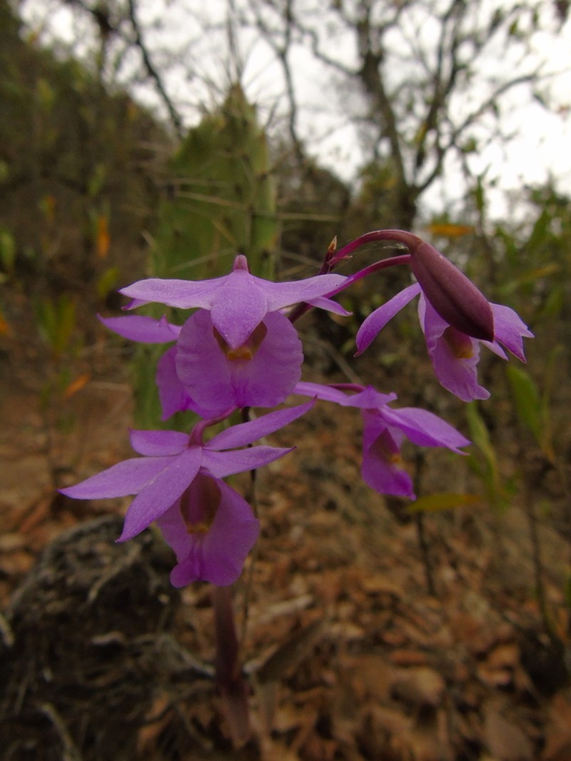 Barkeria melanocaulon photo 8
