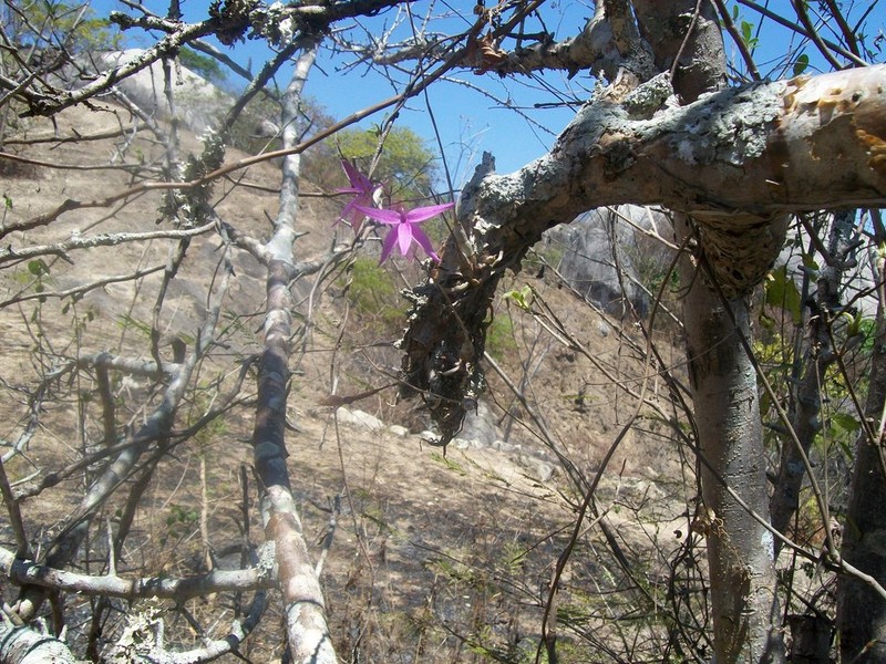 Barkeria naevosa