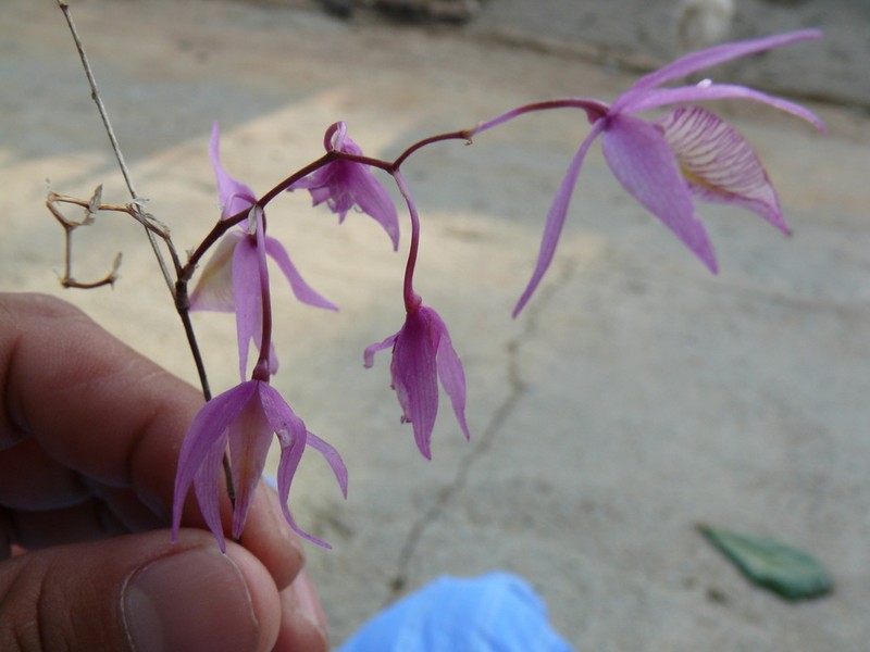 Barkeria naevosa photo 3