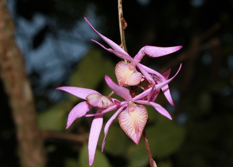 Barkeria naevosa photo 4
