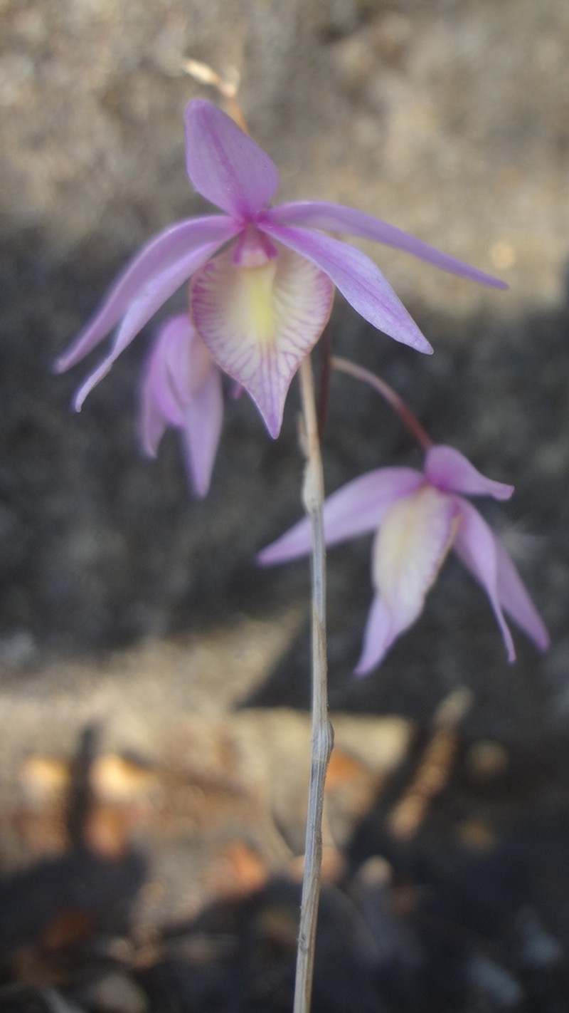 Barkeria naevosa photo 5