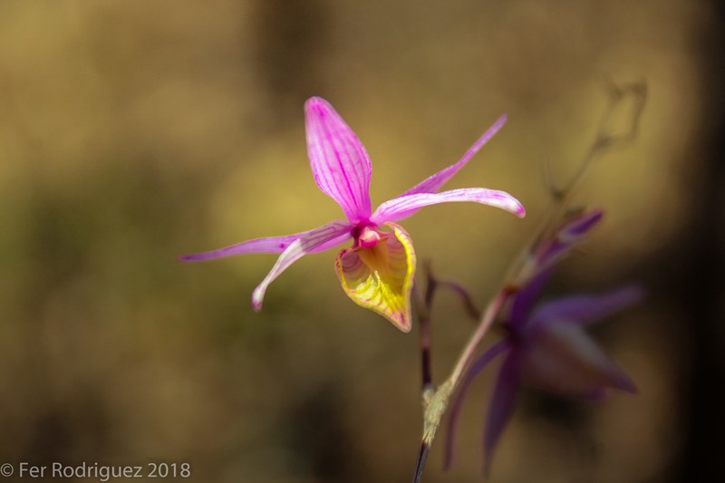 Barkeria naevosa photo 6