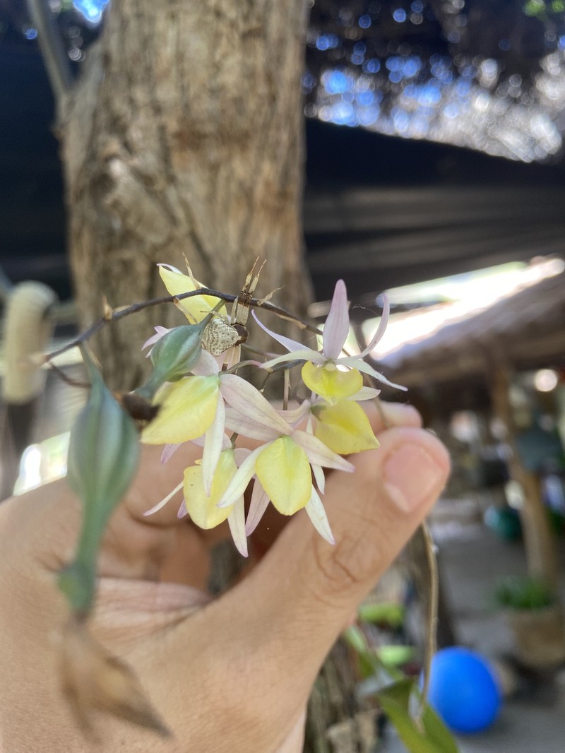 Barkeria naevosa photo 8