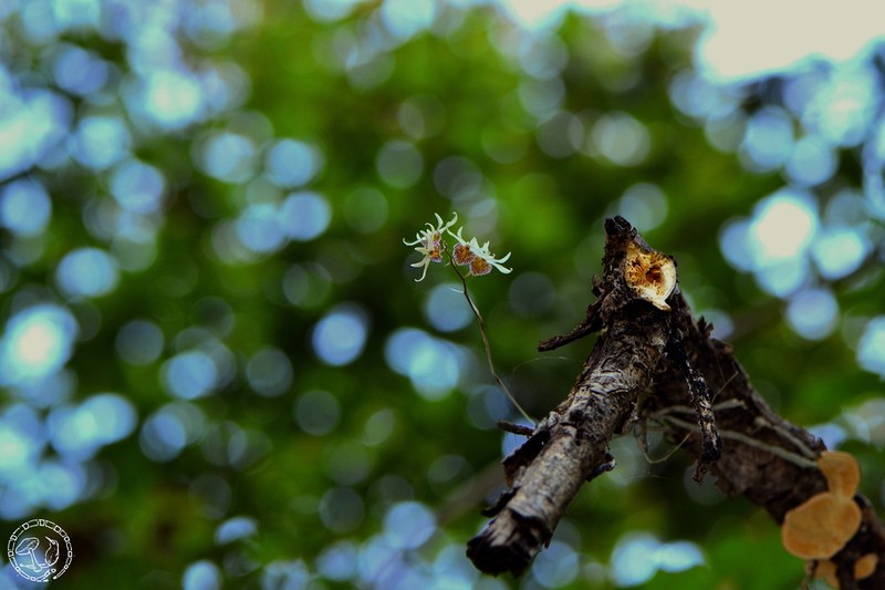 Barkeria obovata