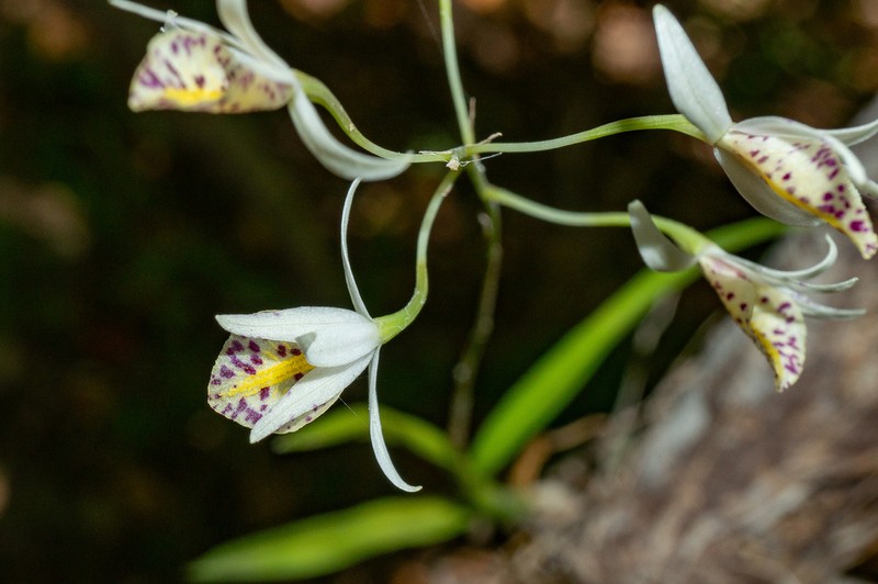 Barkeria obovata photo 2