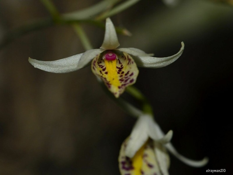 Barkeria obovata photo 3