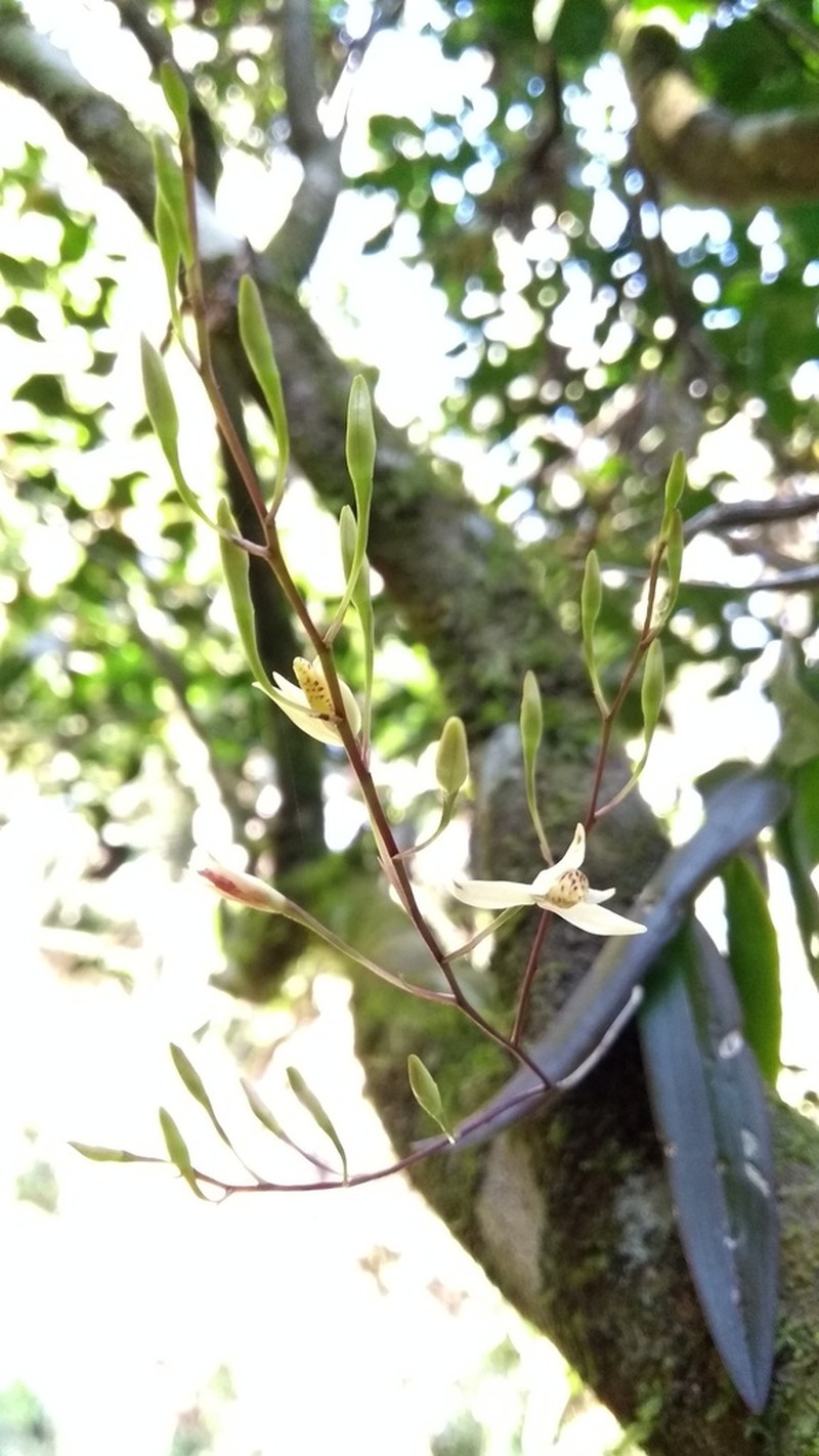 Barkeria obovata photo 4