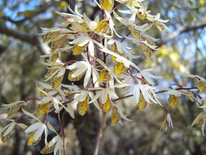 Barkeria obovata photo 5