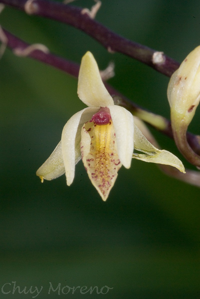 Barkeria obovata photo 6