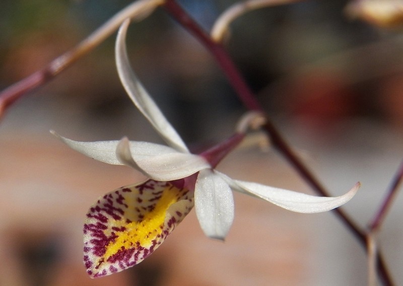 Barkeria obovata photo 7