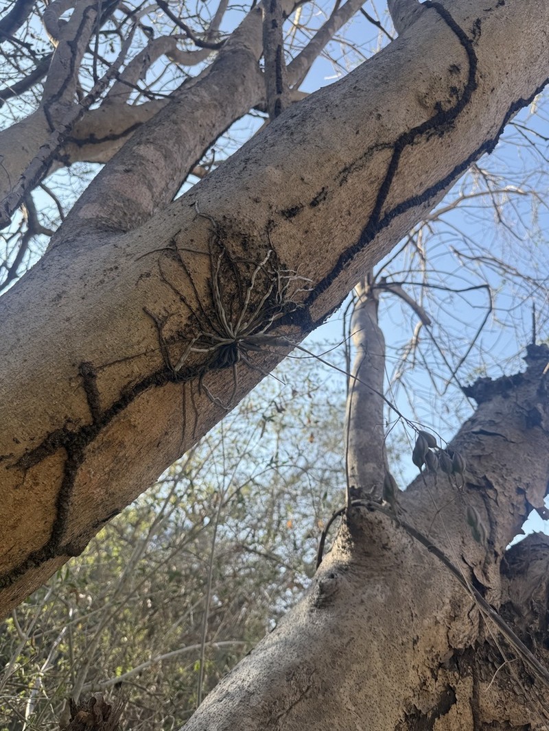 Barkeria obovata photo 8