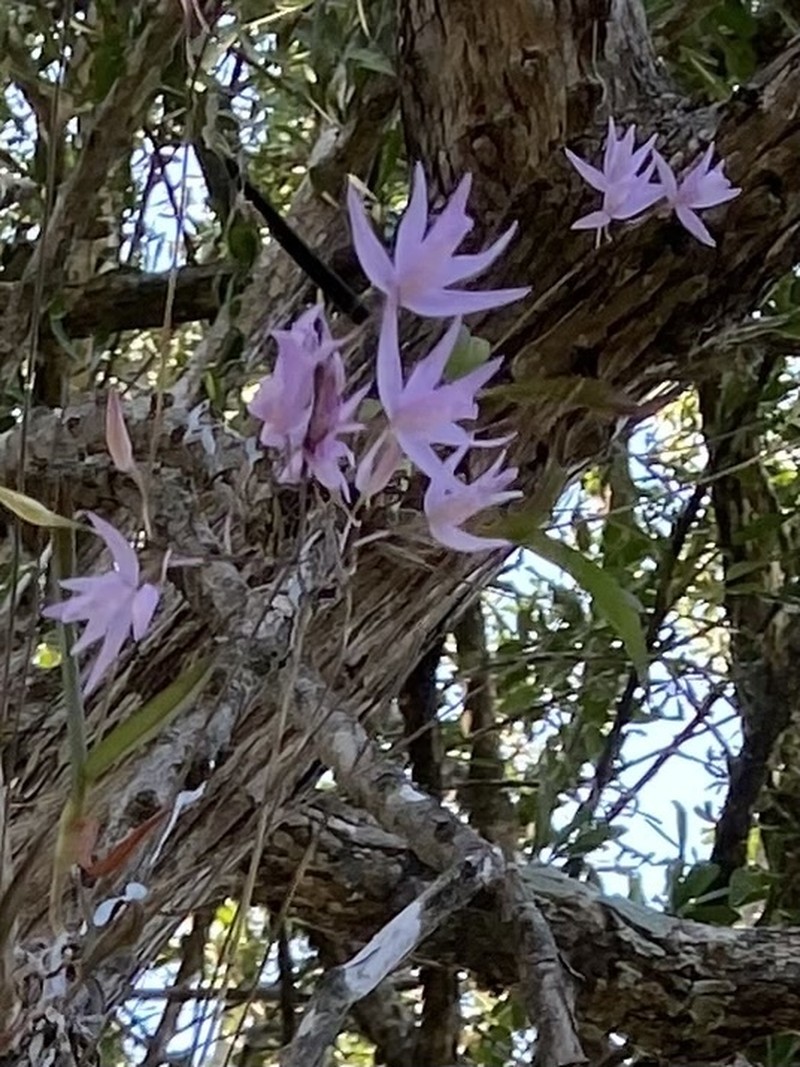 Barkeria palmeri