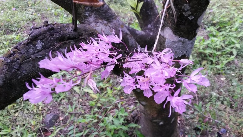 Barkeria palmeri photo 2
