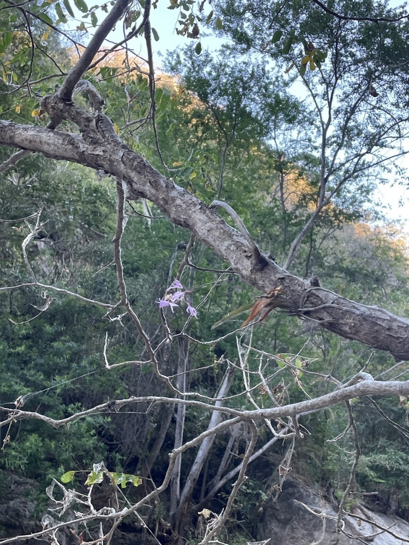 Barkeria palmeri photo 3