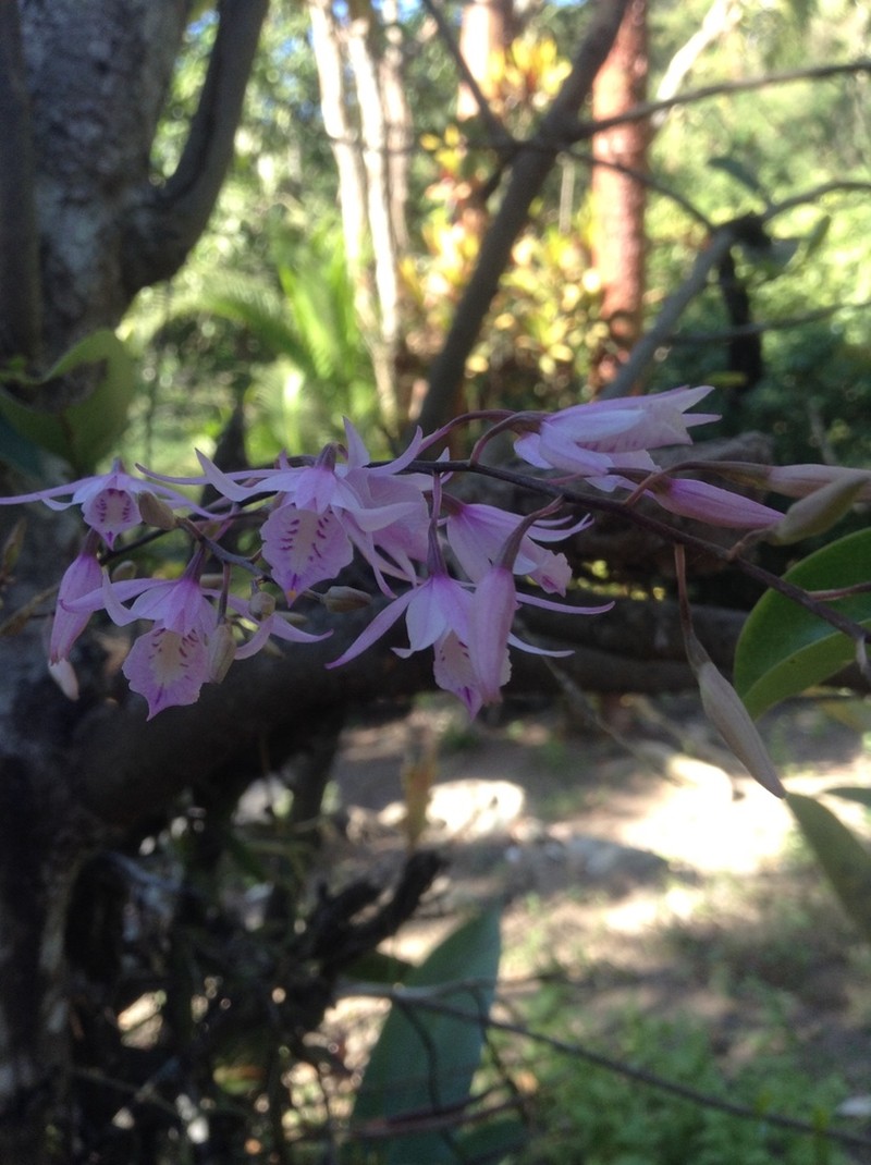 Barkeria palmeri photo 4