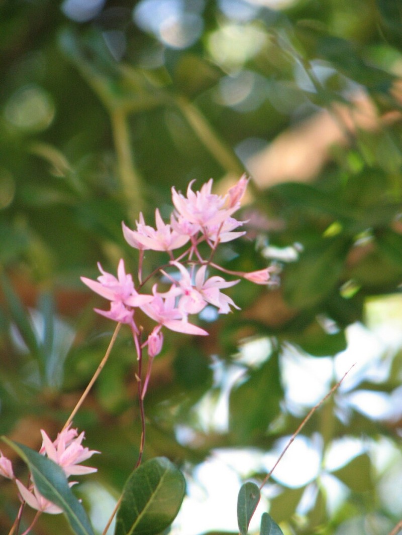 Barkeria palmeri photo 5